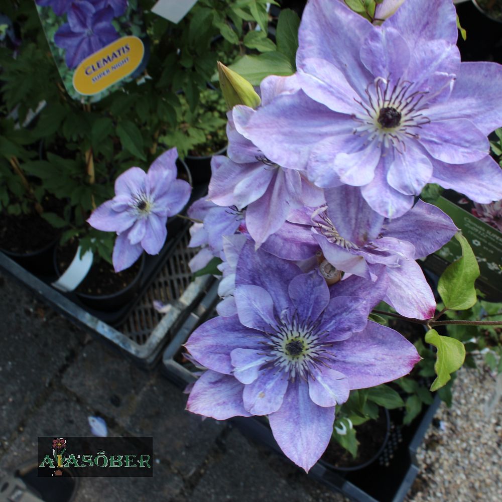 Sinine elulõng 'Super Cute' - Image 2