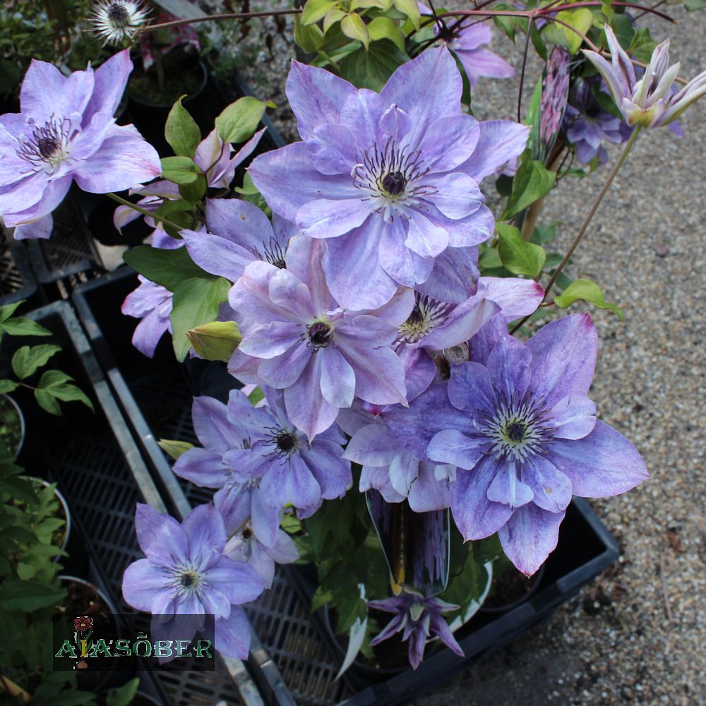 Sinine elulõng 'Super Cute'