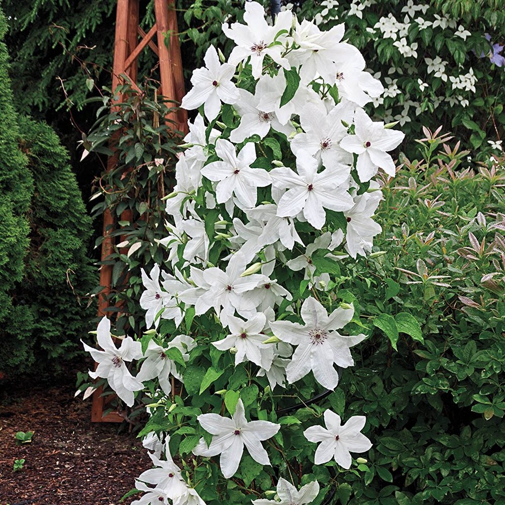 Elulõng 'The Bride' - Image 2