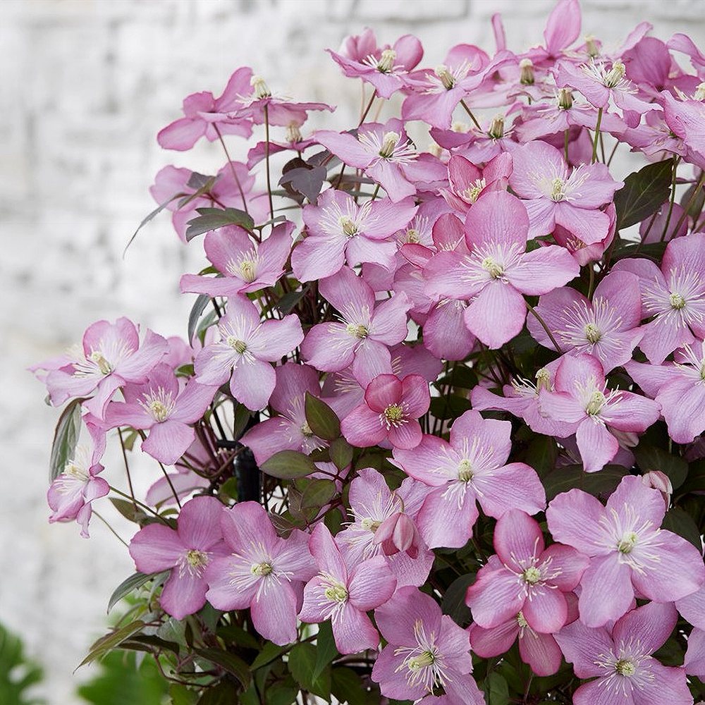 Mägi-elulõng 'Van Gogh' - Image 2