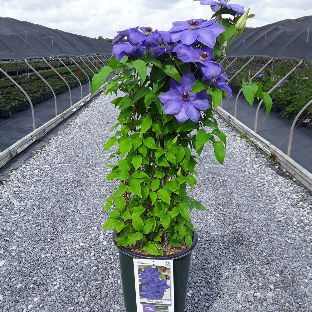 Elulõng 'Xerxes' - Image 2