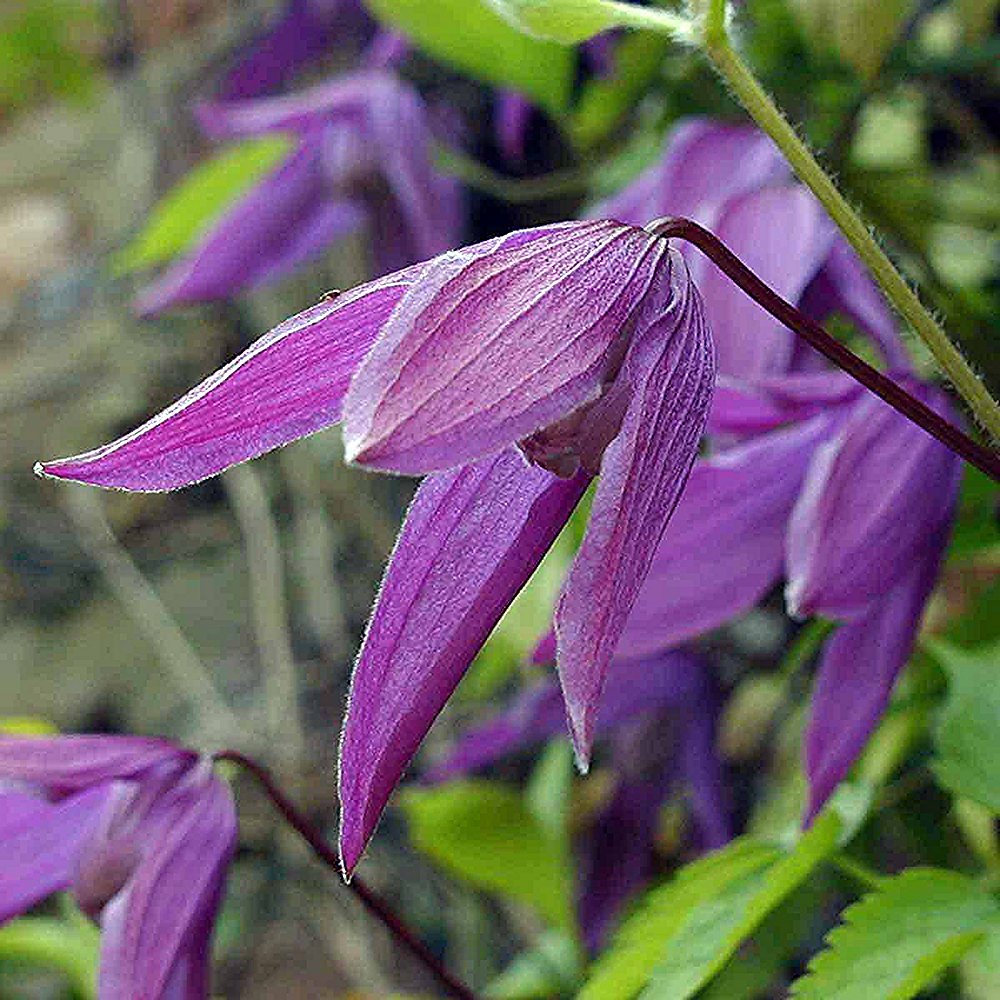 Elulõng 'Tage Lundell' - Image 3