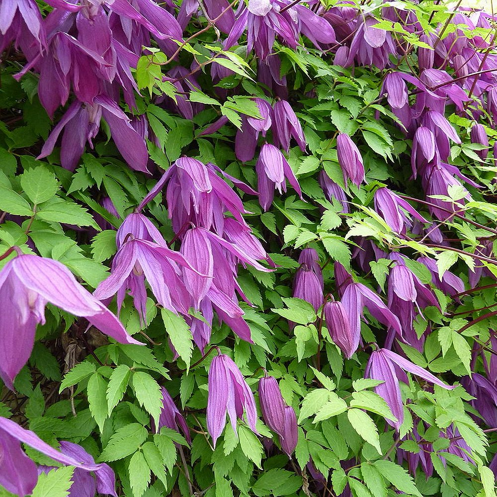 Elulõng 'Tage Lundell'