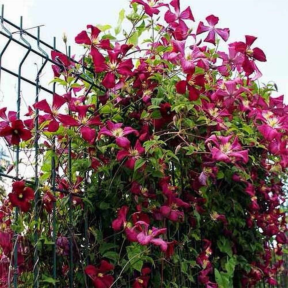 Sinine elulõng 'Södertälje' - Image 2