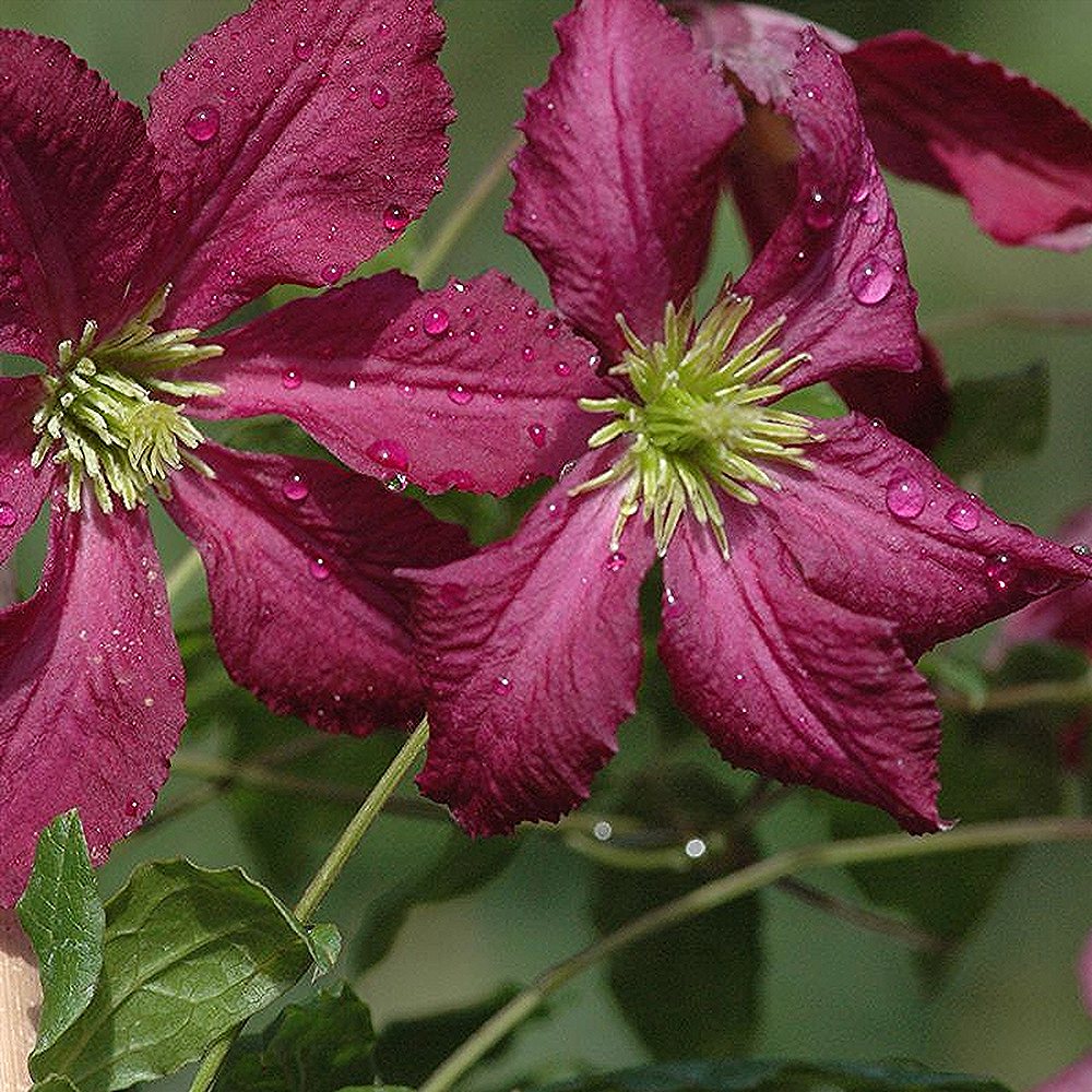 Sinine elulõng 'Södertälje'