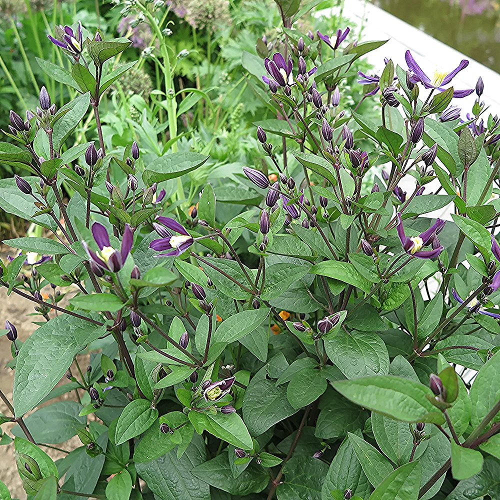 Lõhnav elulõng - Image 2