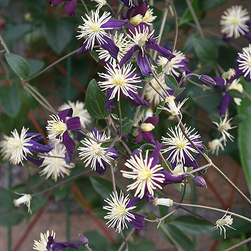 Lõhnav elulõng - Image 3