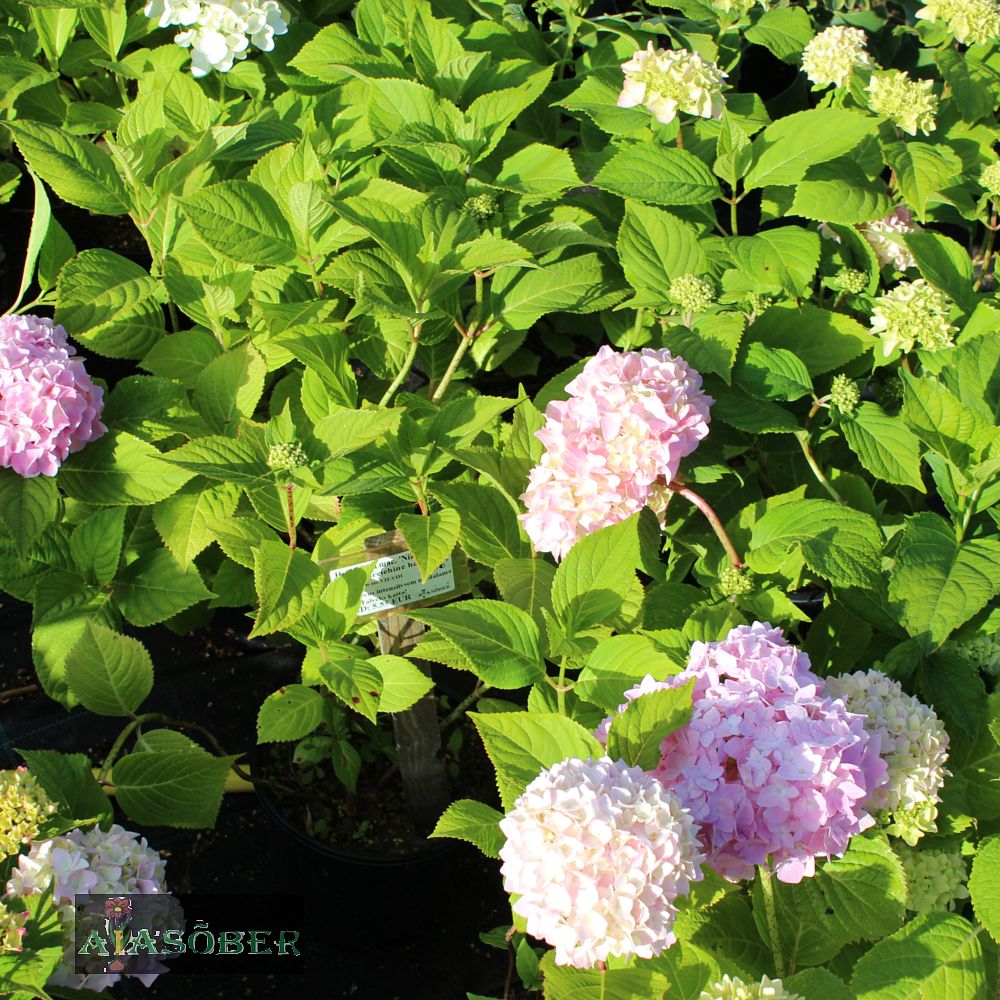 Suurelehine hortensia 'Romance' - Image 2