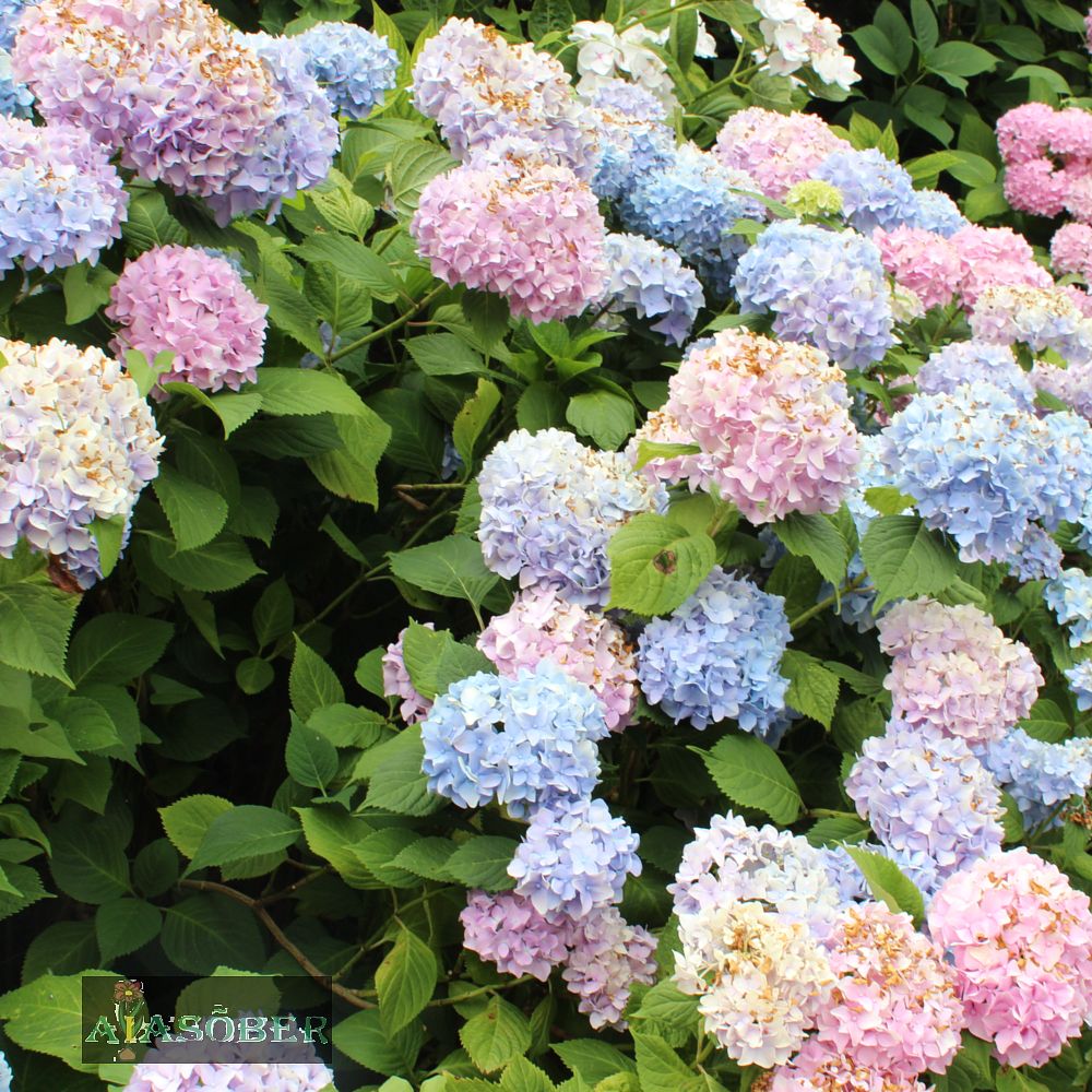Suurelehine hortensia 'Romance' - Image 3