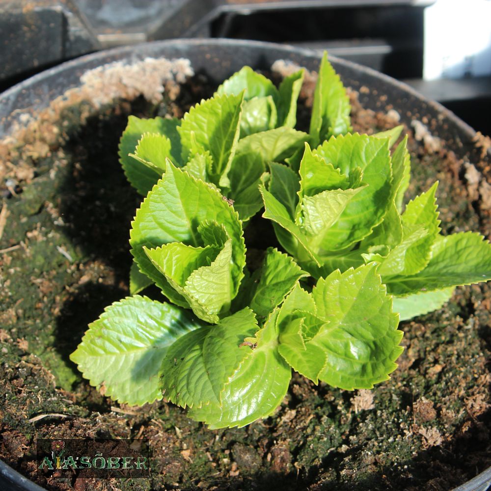 Suurelehine hortensia 'Romance' - Image 4