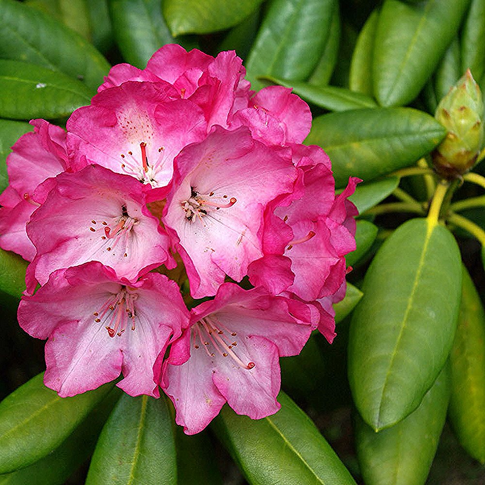 Rododendron 'Morgenrot' - Image 2