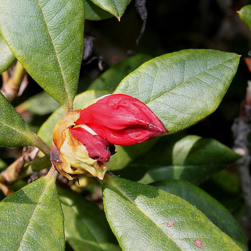 Rododendron 'Morgenrot' - Image 4