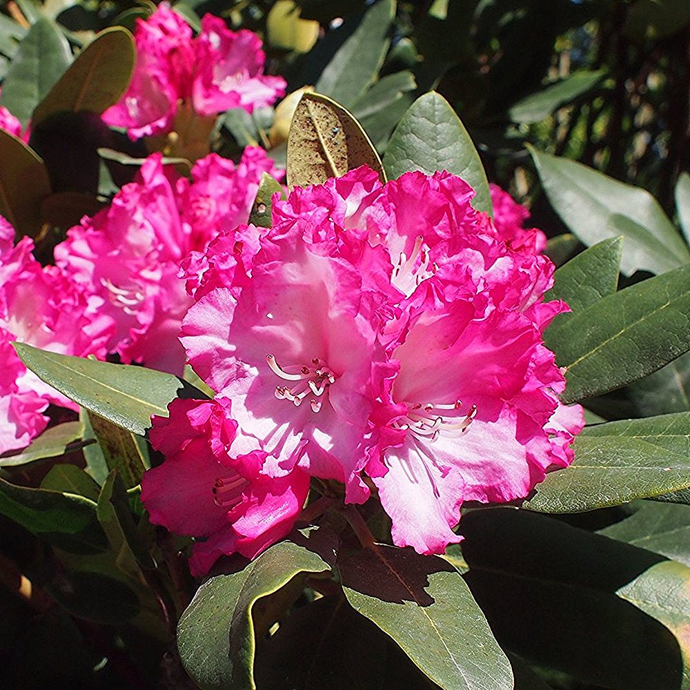 Rododendron 'Morgenrot'
