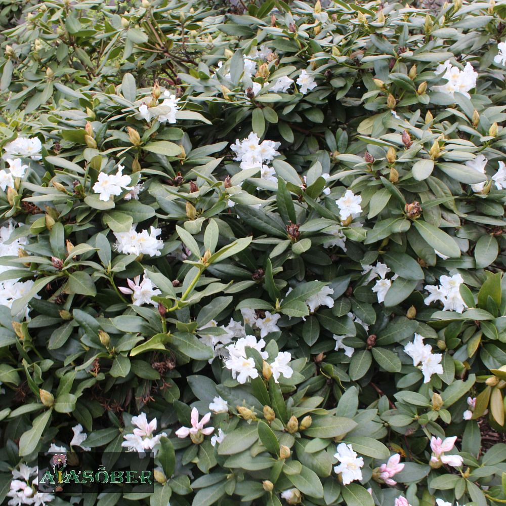 Rododendron 'Porzellan' - Image 2