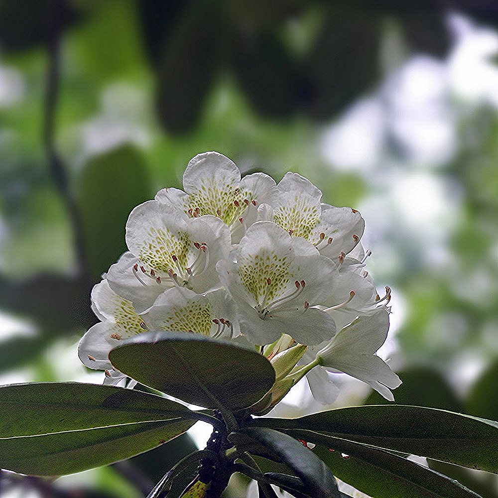 Rododendron 'Porzellan' - Image 3