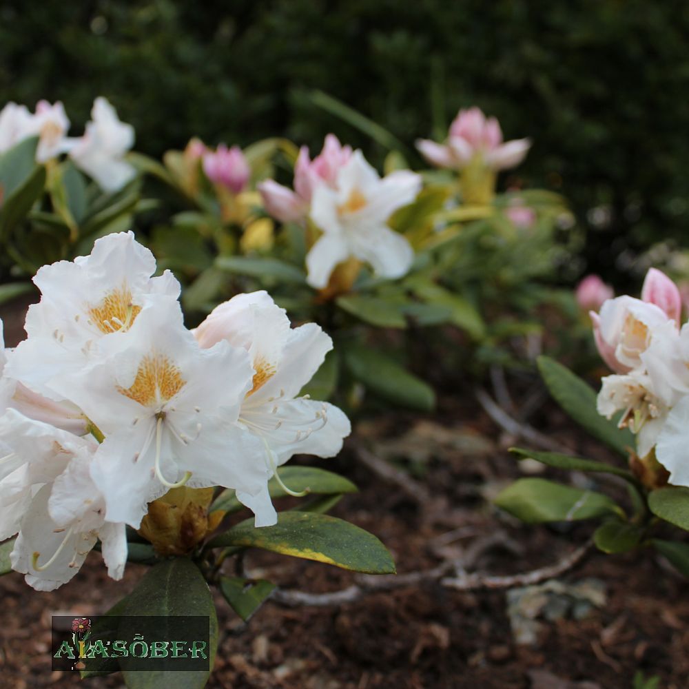 Rododendron 'Porzellan'