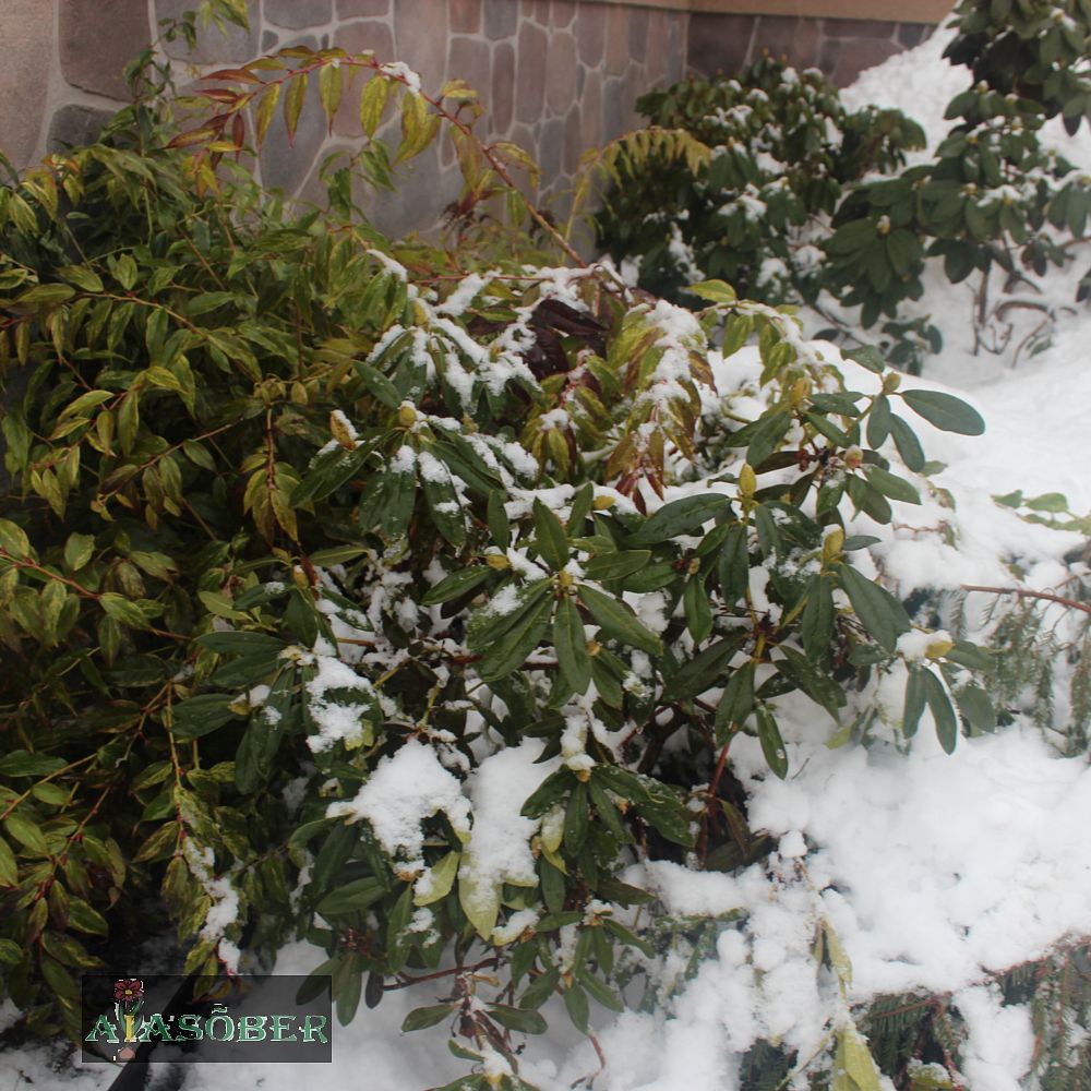Rododendron 'Silberwolke' - Image 2
