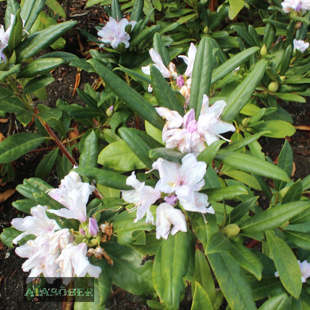 Rododendron 'Silberwolke' - Image 3