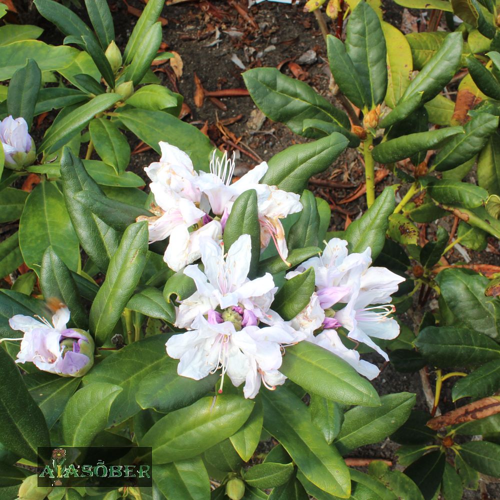 Rododendron 'Silberwolke' - Image 4