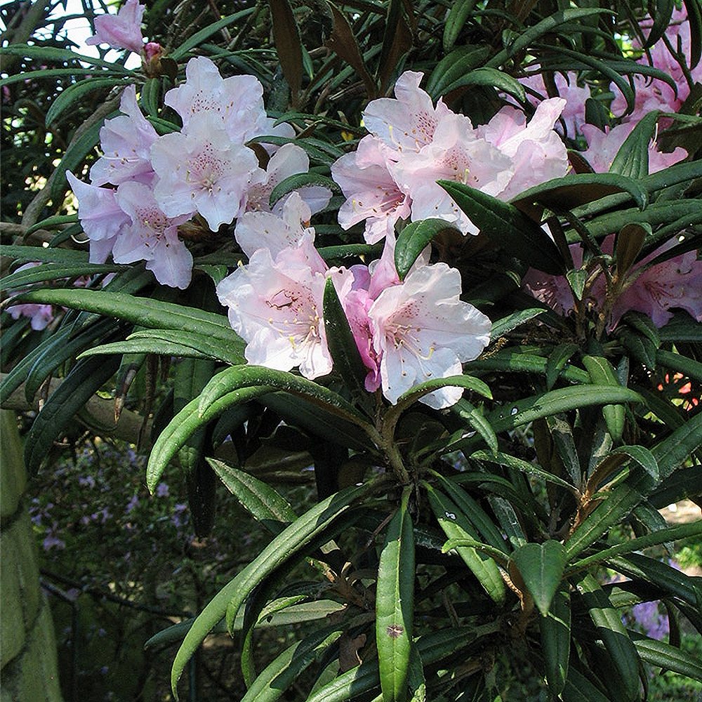 Rododendron 'Silberwolke'