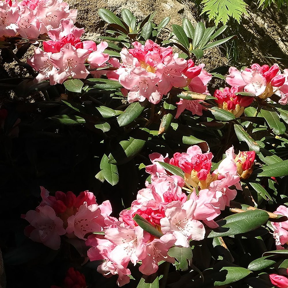 Rododendron 'Sneezy' - Image 3