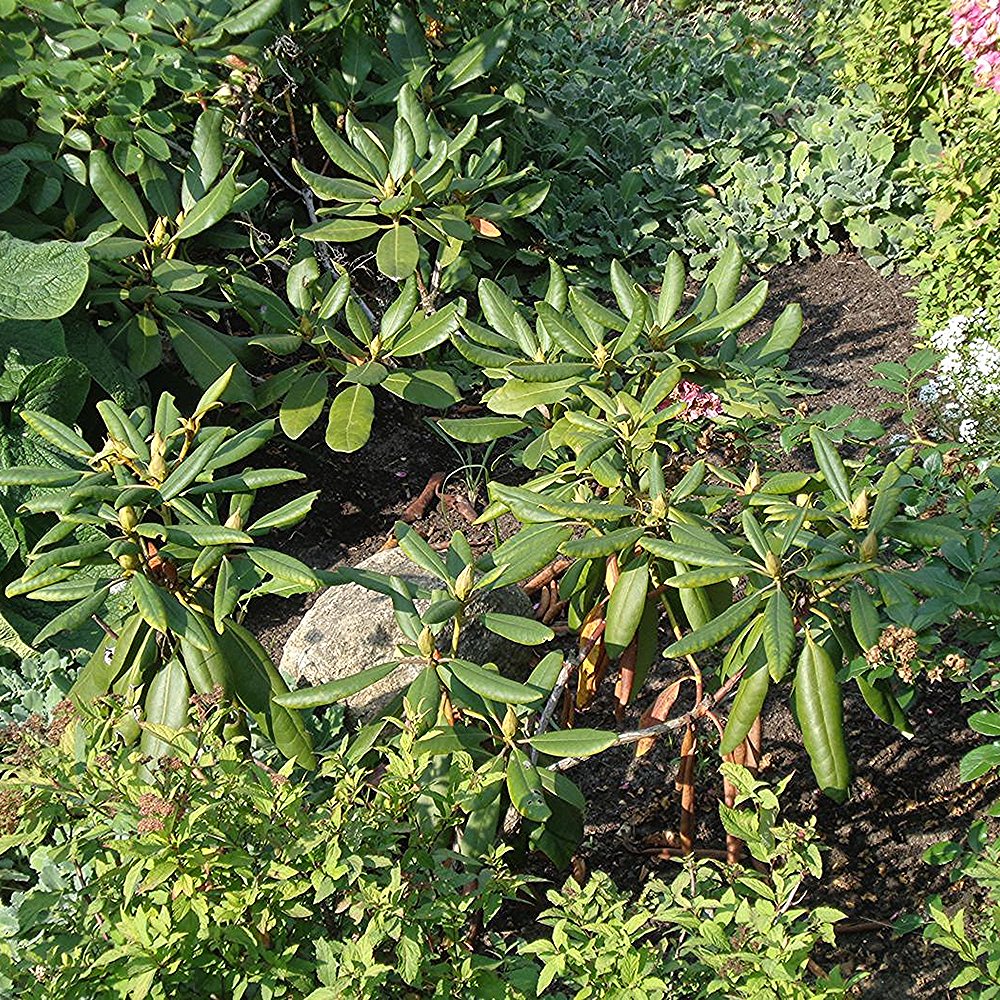 Rododendron 'Sneezy' - Image 4