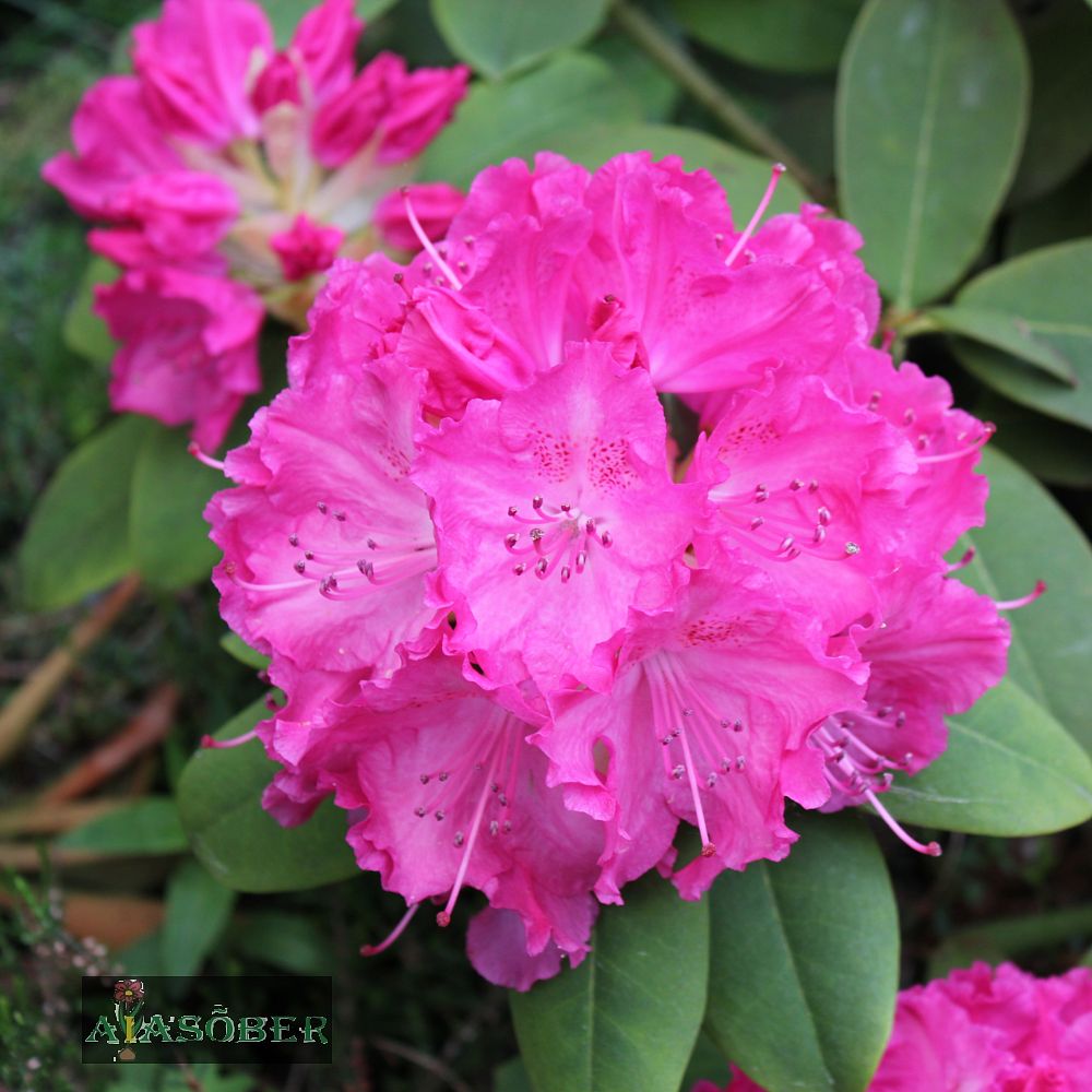 Rododendron 'Sneezy'
