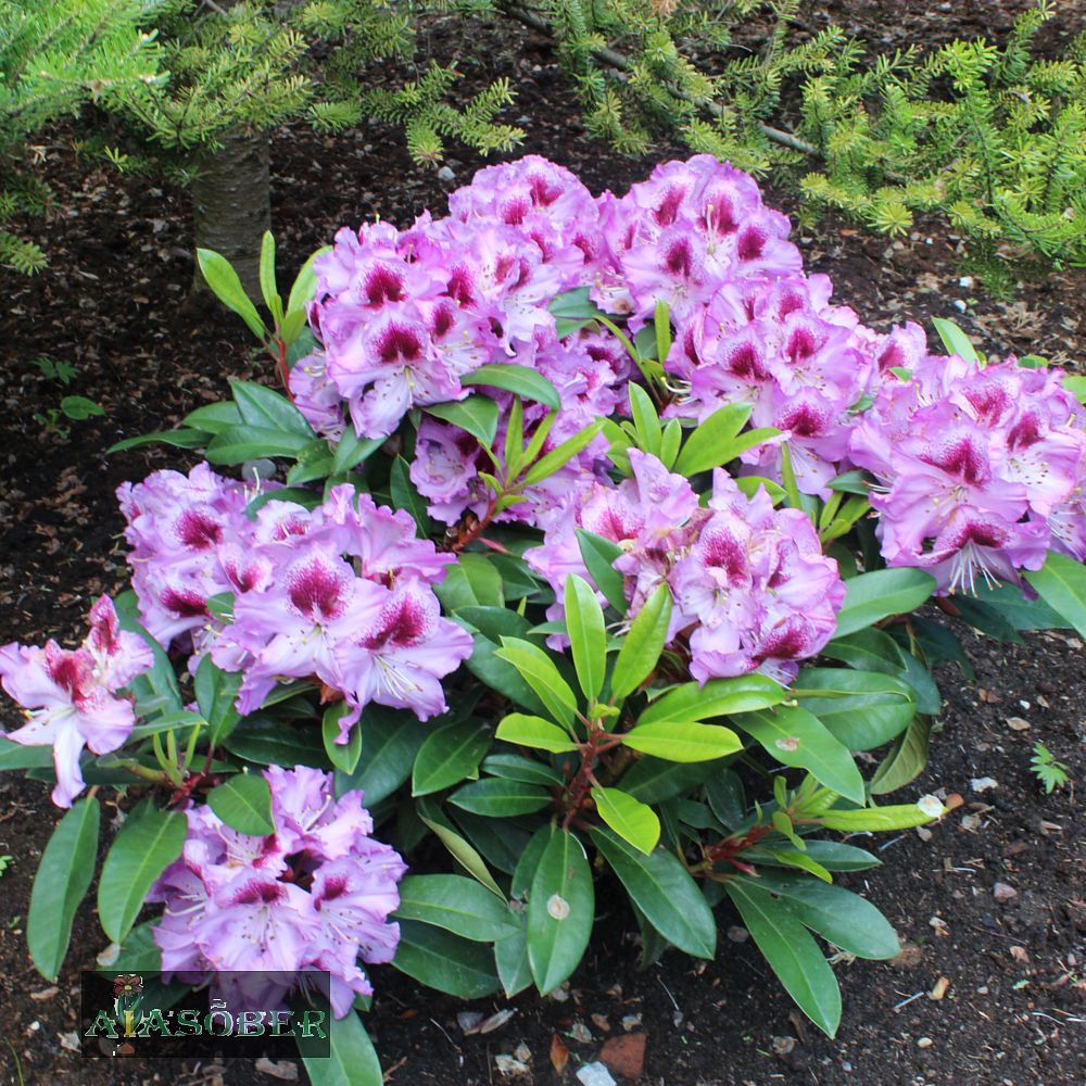 Rododendron 'Blue Peter' - Image 2