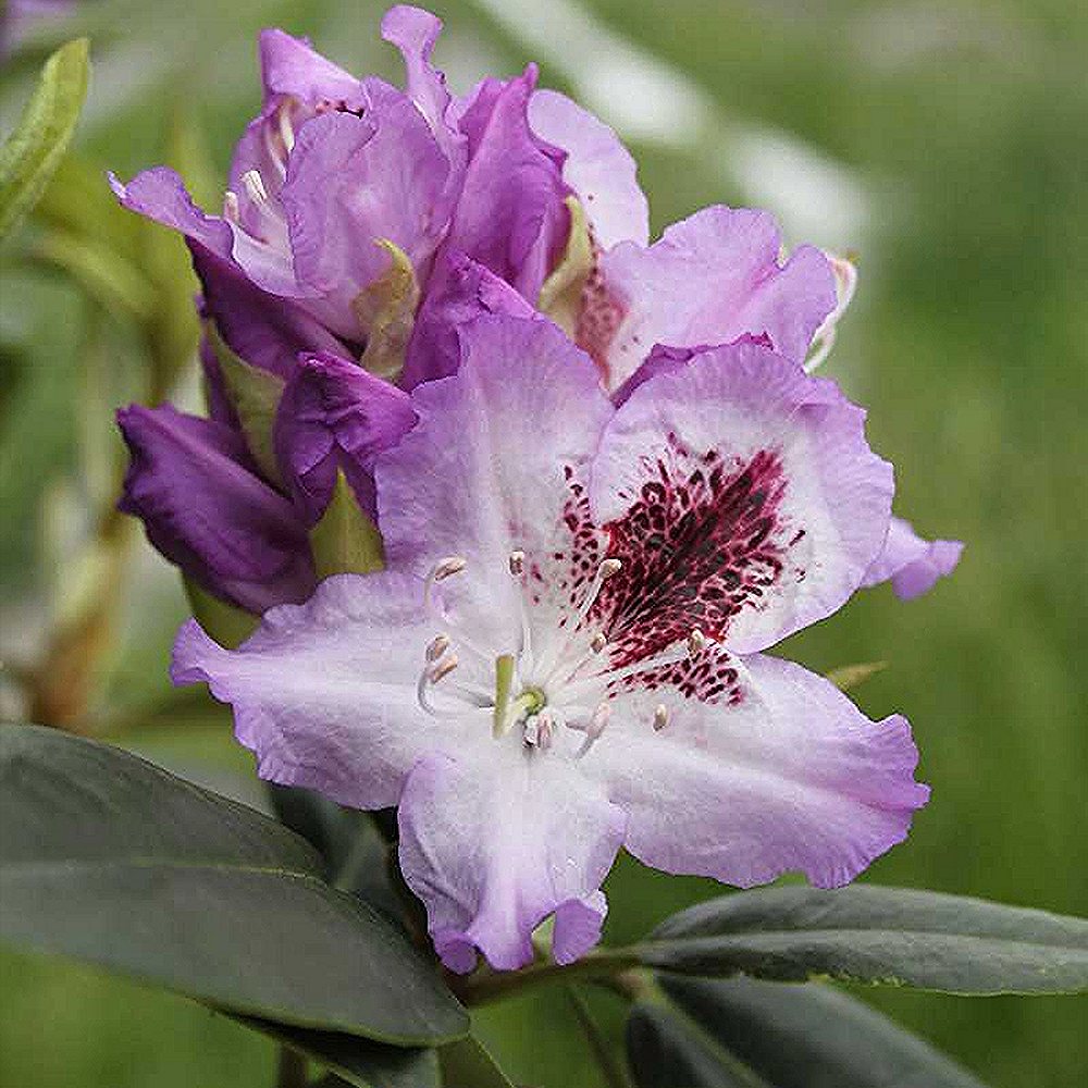 Rododendron 'Blue Peter' - Image 3