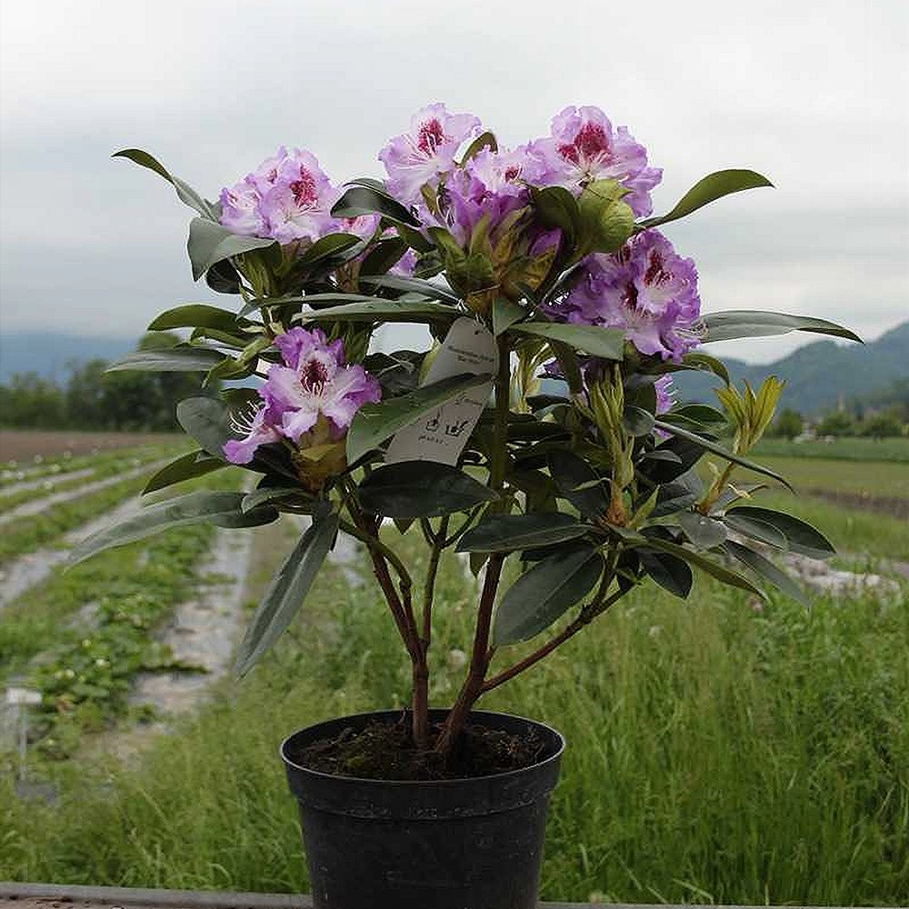 Rododendron 'Blue Peter' - Image 4