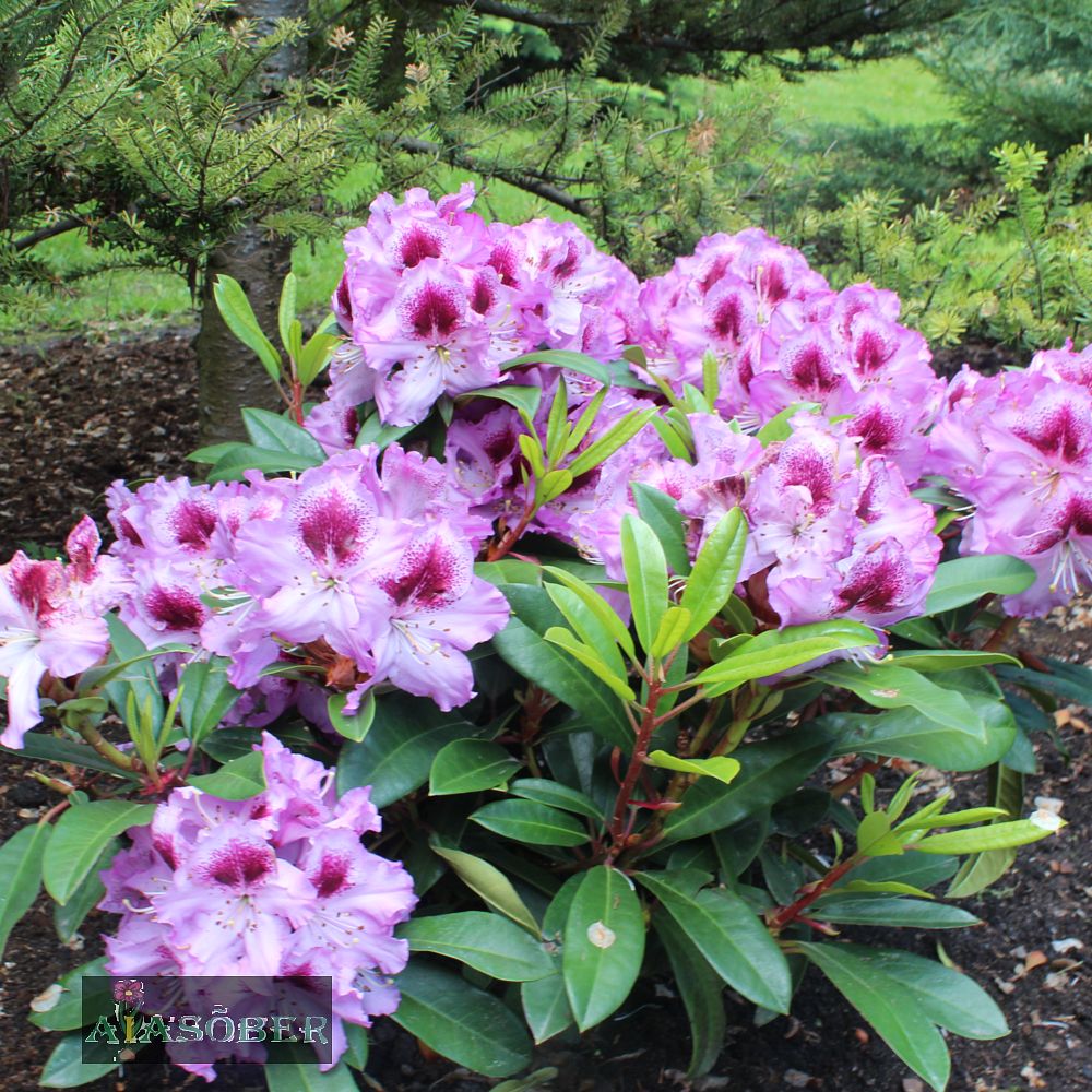 Rododendron 'Blue Peter'