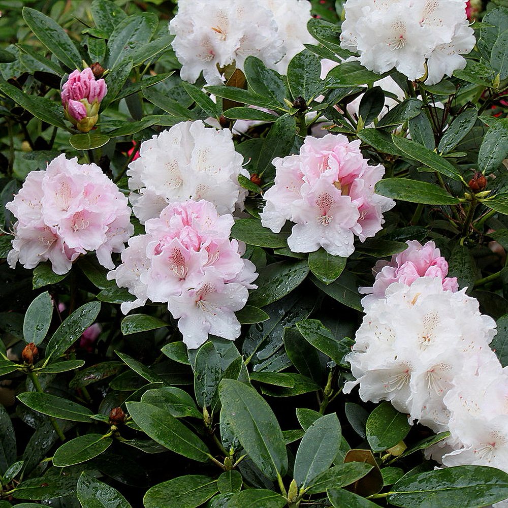 Rododendron 'Gomer Waterer' - Image 2