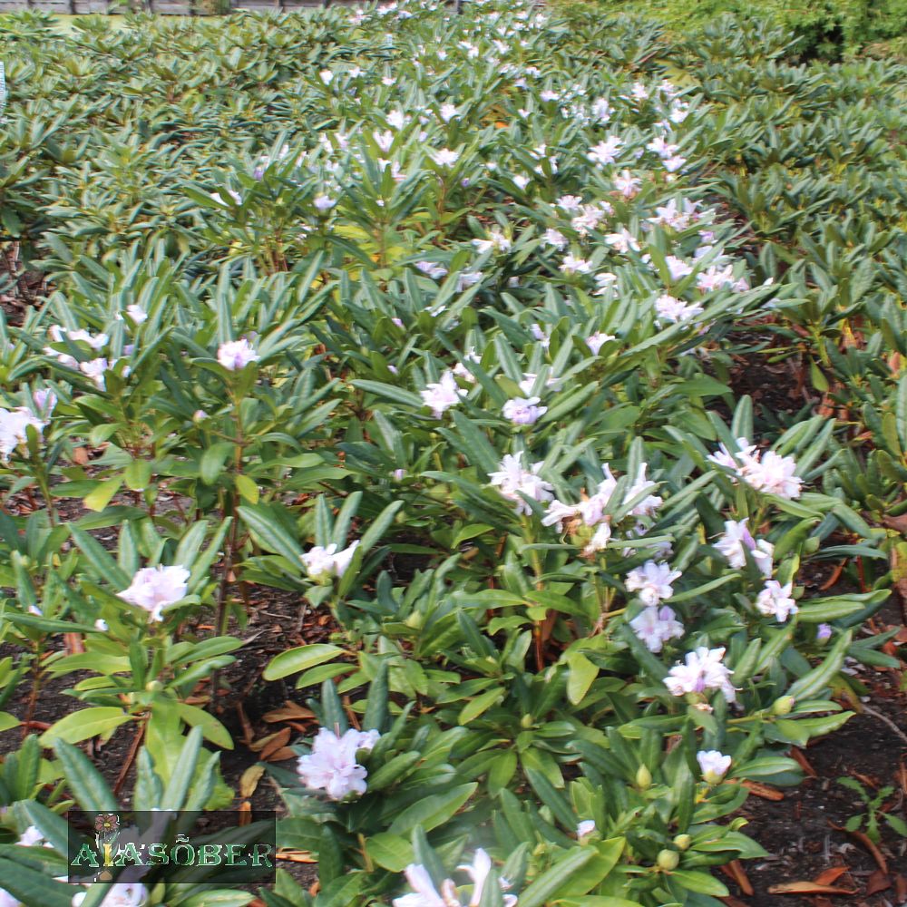 Rododendron 'Gomer Waterer' - Image 4