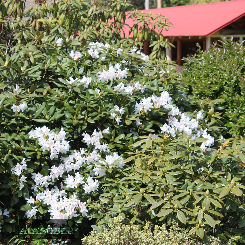 Rododendron 'Madame Masson' - Image 2