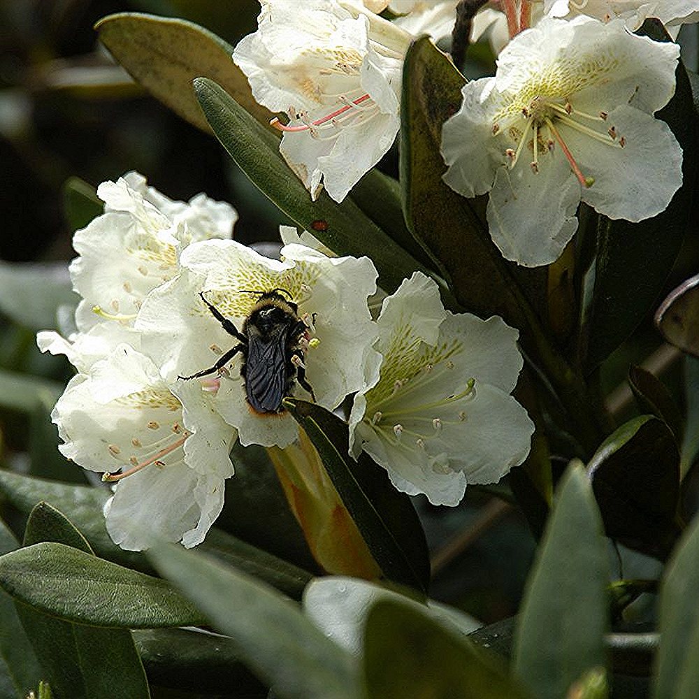 Rododendron 'Madame Masson' - Image 3