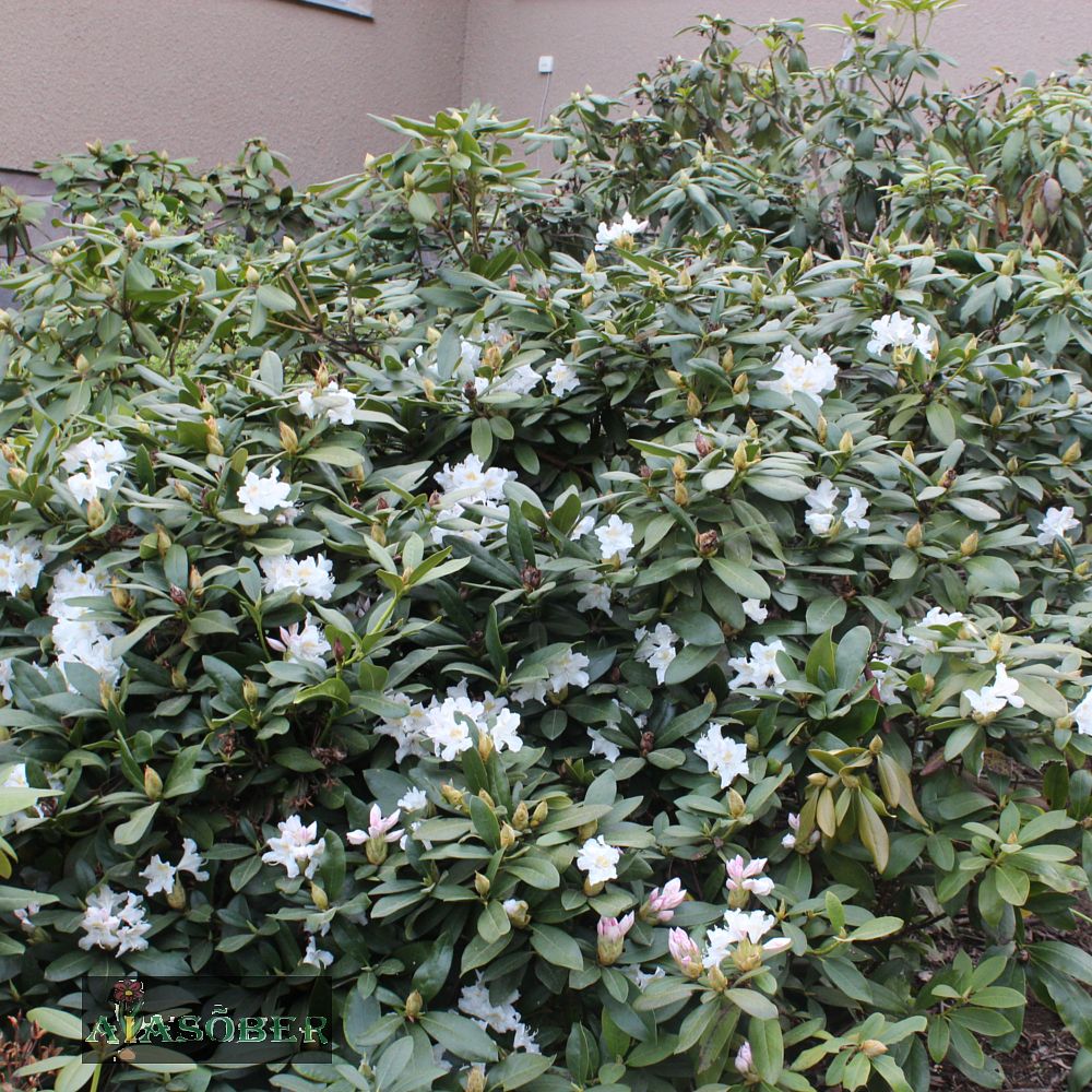 Rododendron 'Madame Masson' - Image 4