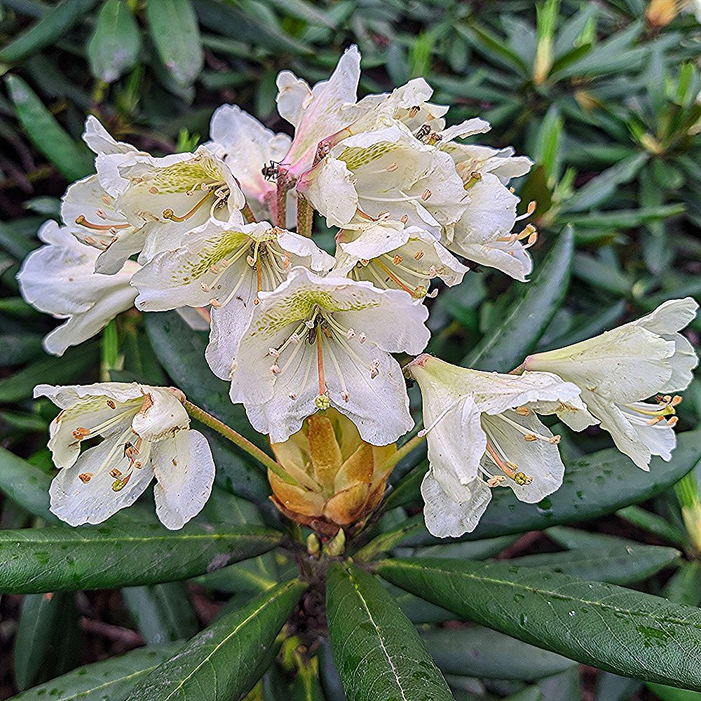 Rododendron 'Madame Masson'