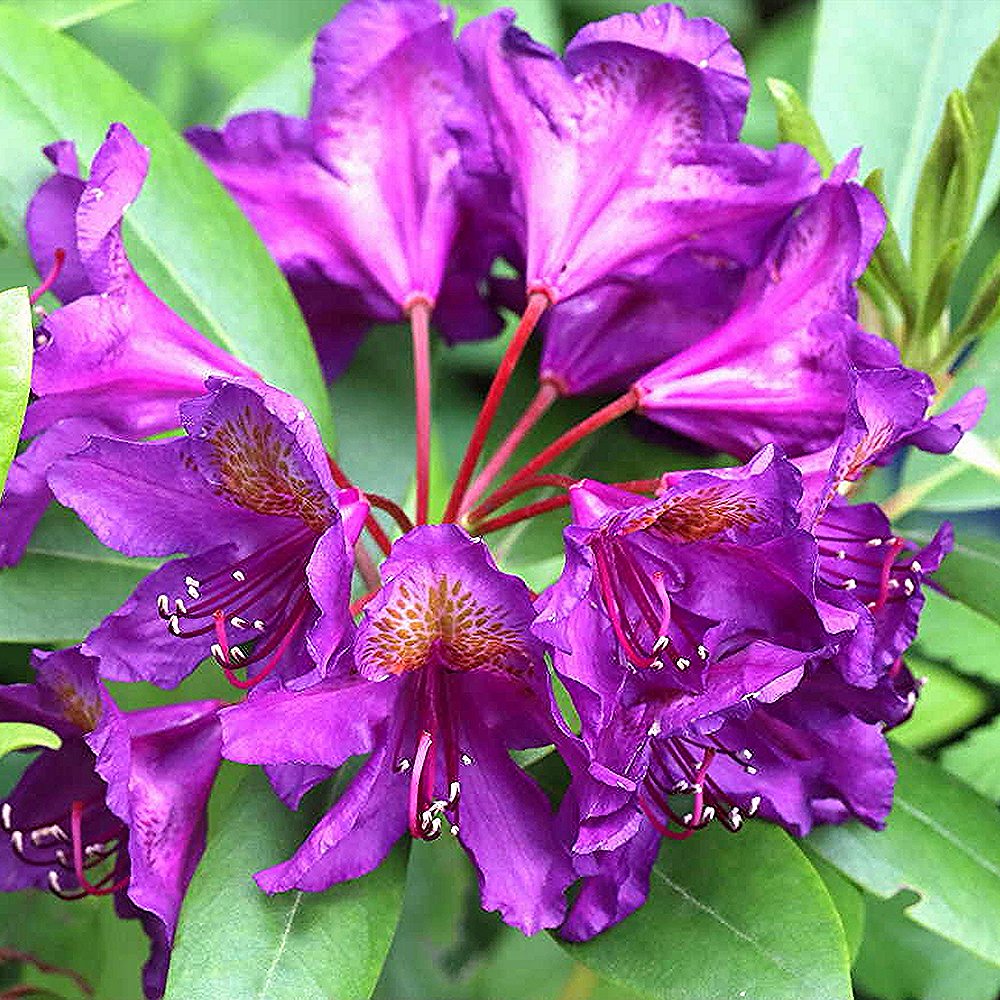 Rododendron 'Marcel Menard' - Image 2