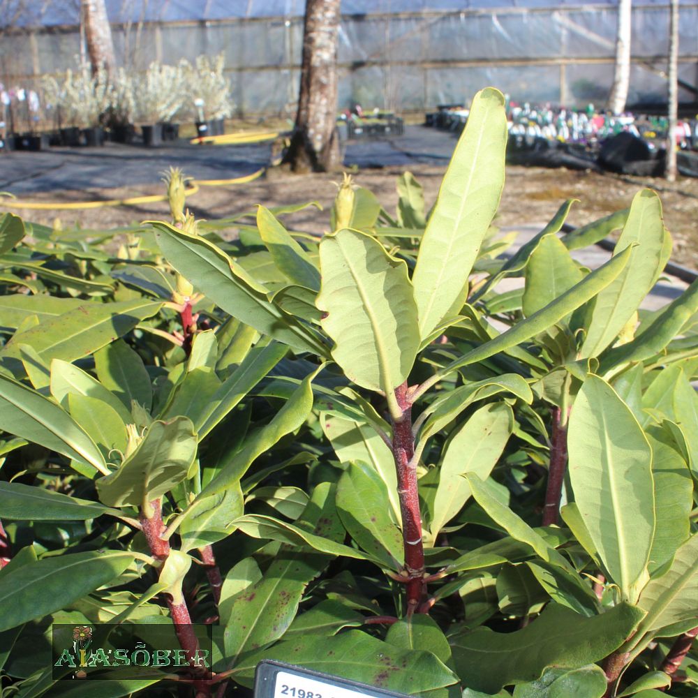 Rododendron 'Marcel Menard' - Image 4