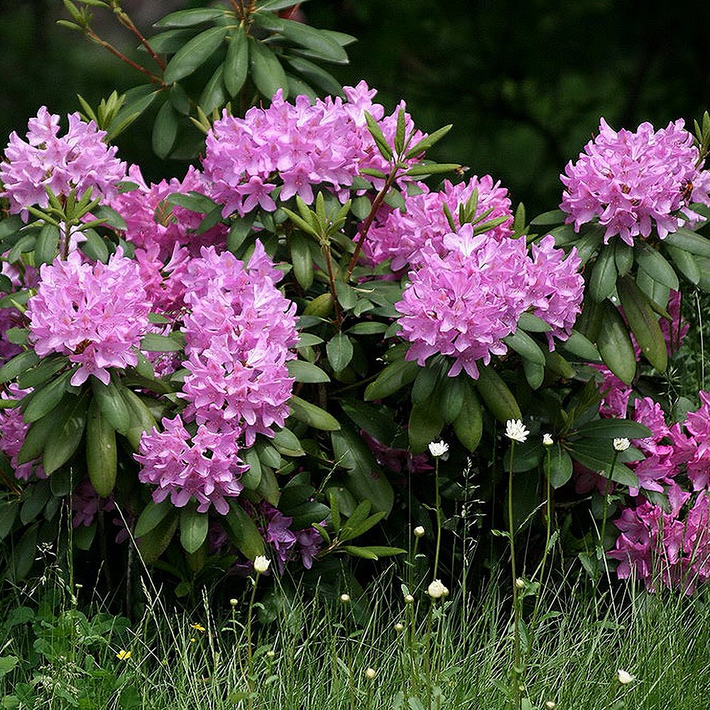 Rododendron 'Orakel' - Image 2