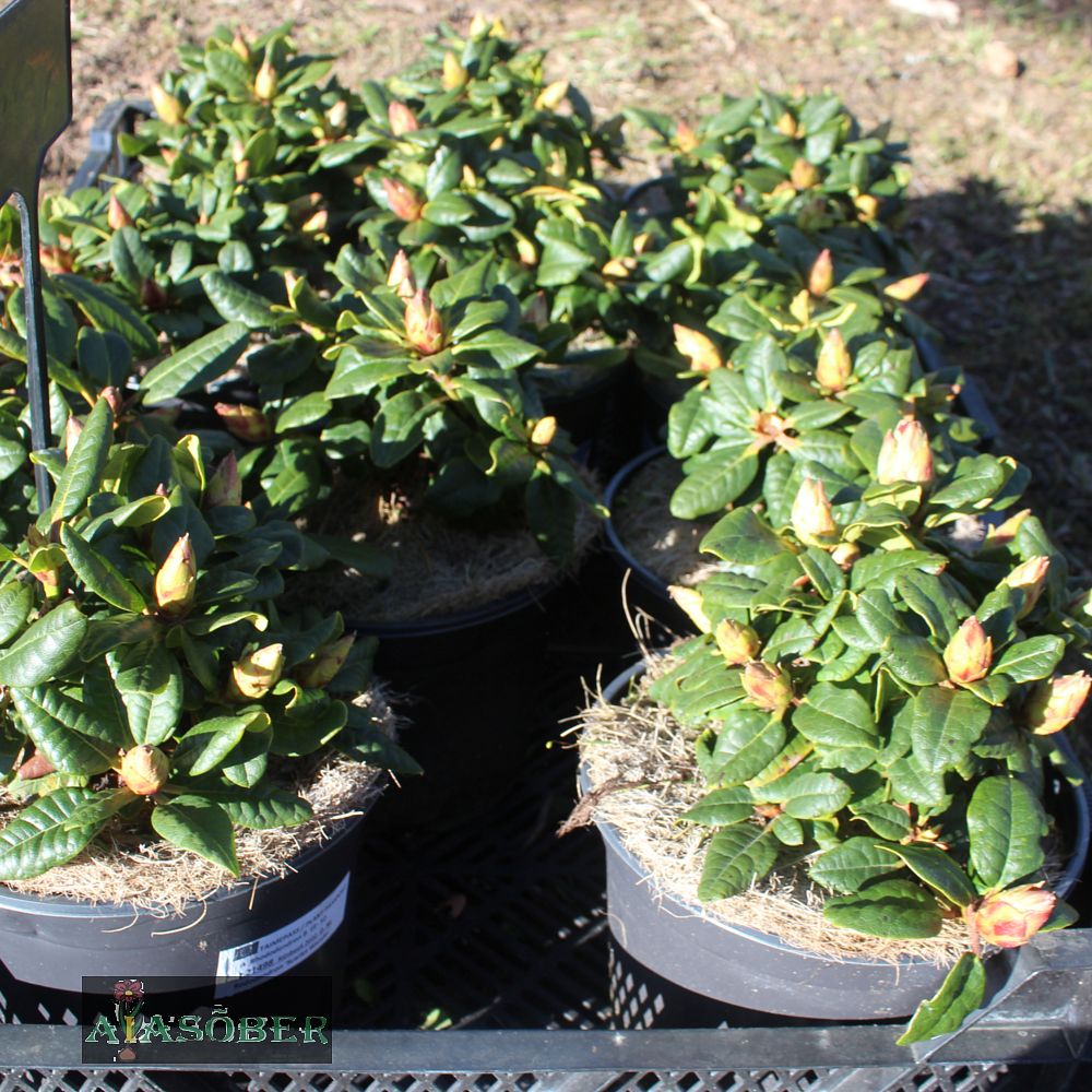 Rododendron 'Orakel' - Image 3