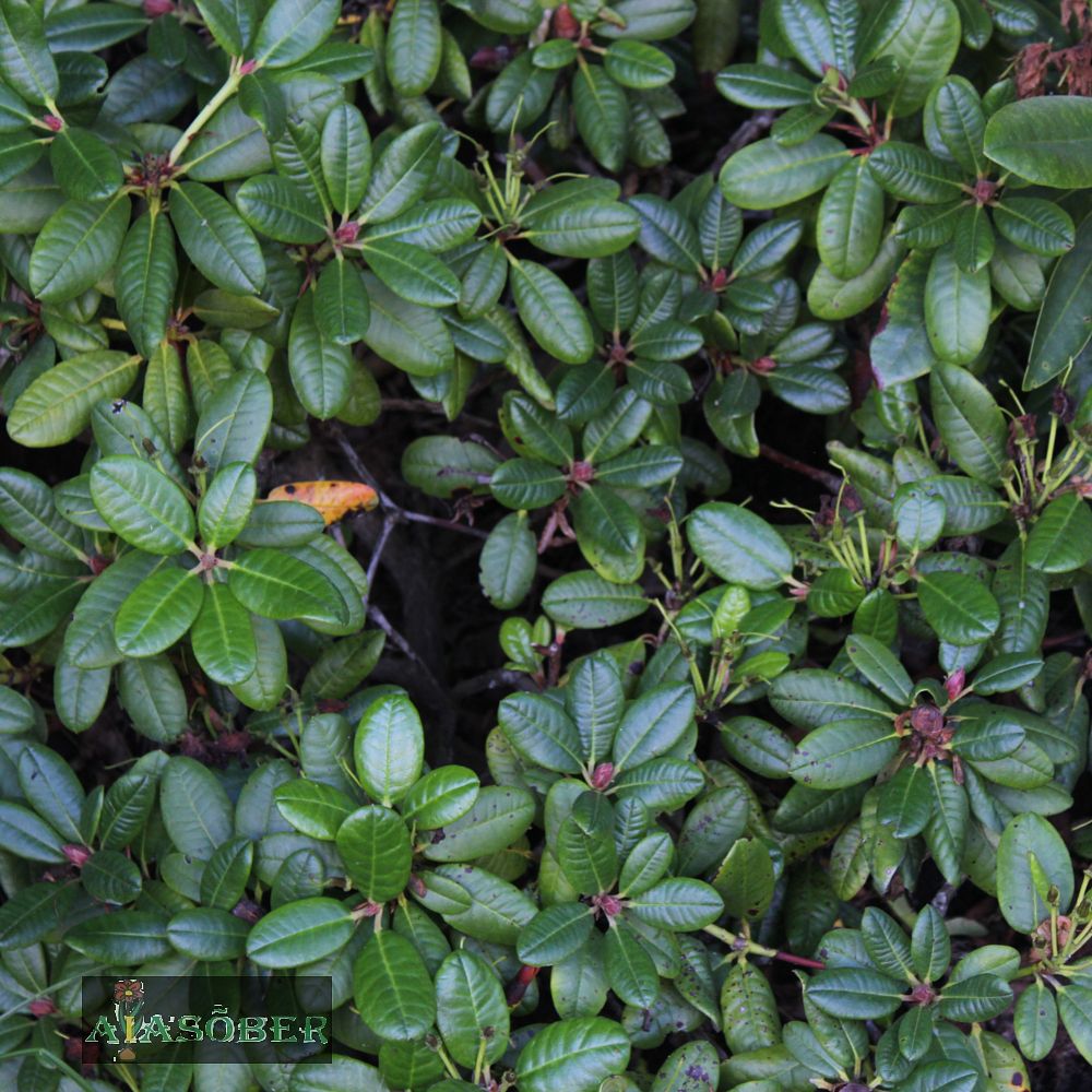 Rododendron 'Orakel' - Image 4