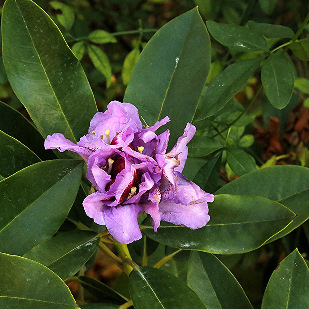Rododendron 'Orakel'