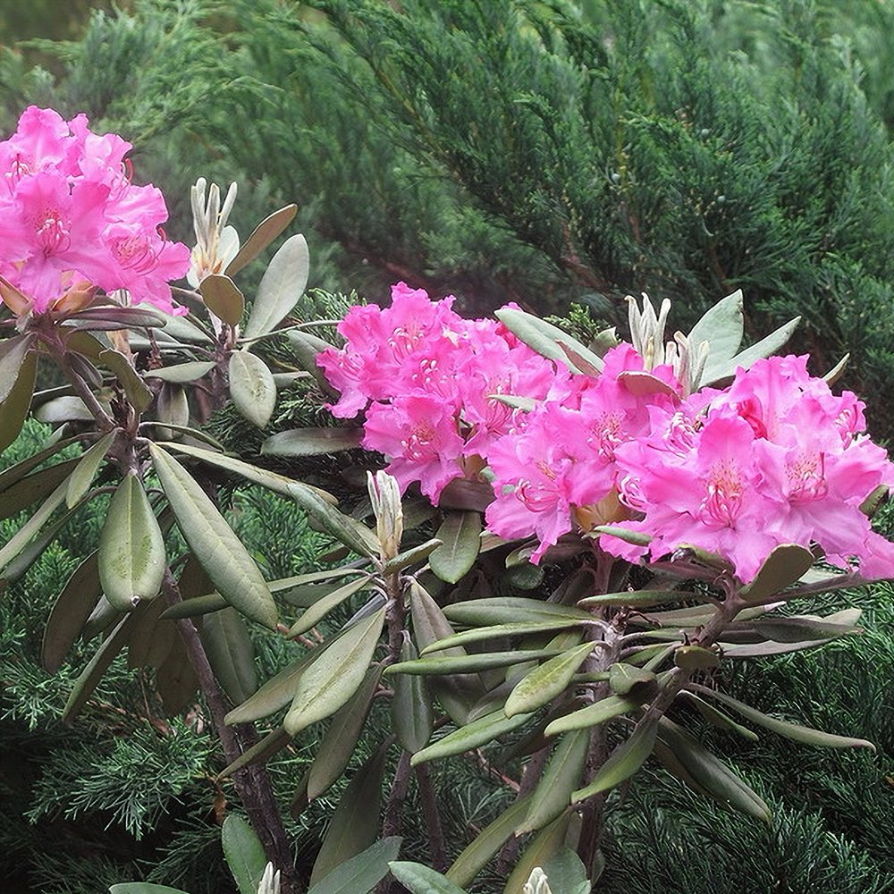 Rododendron 'Roseum' - Image 2