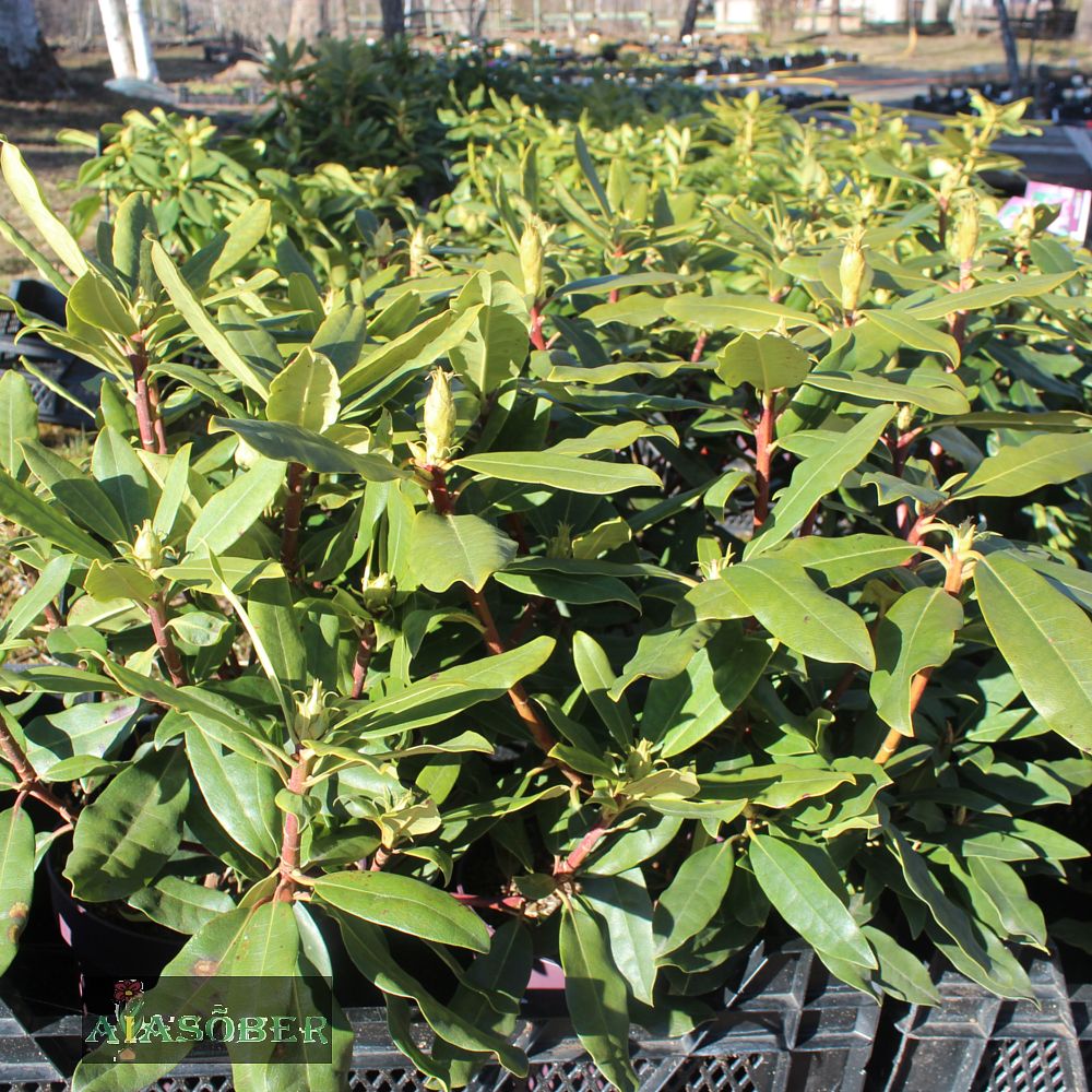 Rododendron 'Roseum' - Image 4