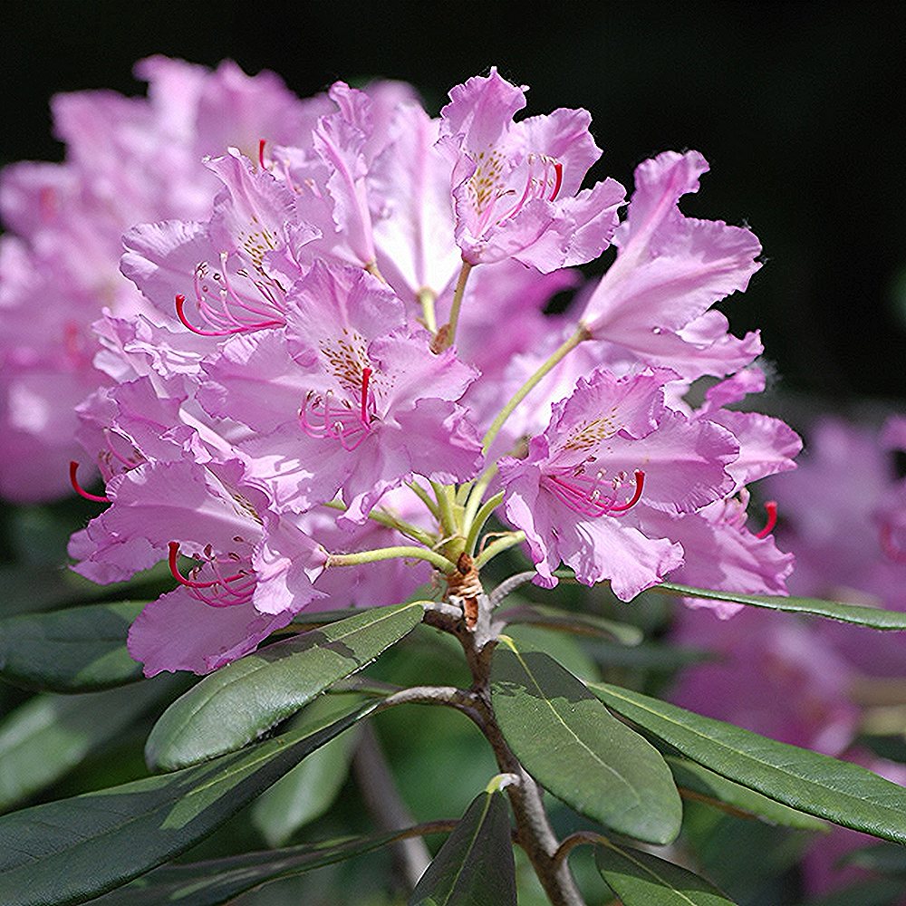 Rododendron 'Roseum'