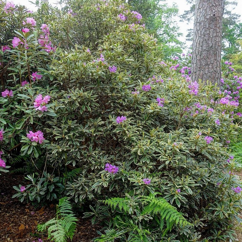 Rododendron 'Variegatum' - Image 3