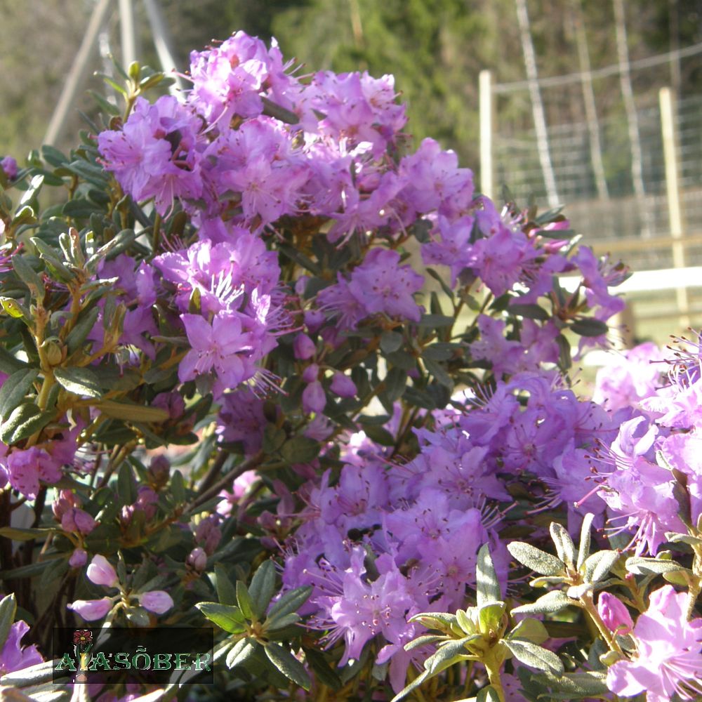 Pontose rododendron - Image 2