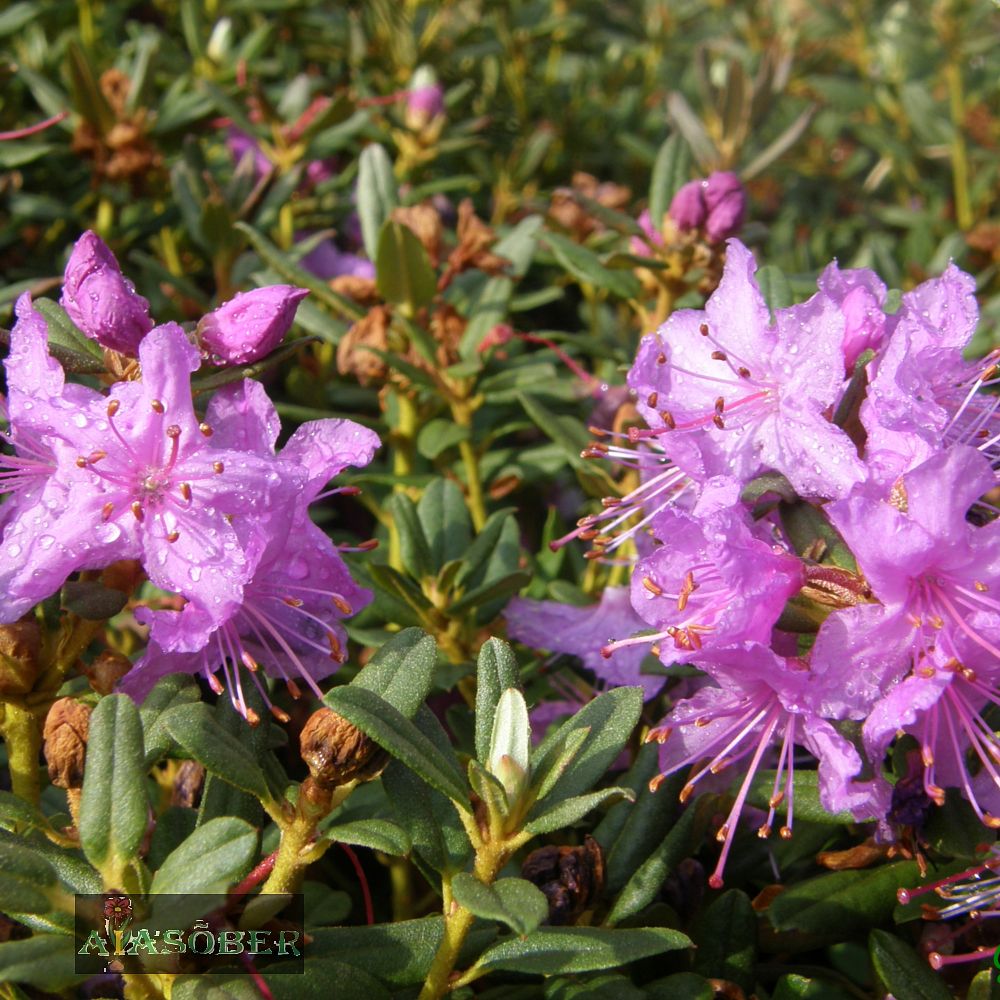 Pontose rododendron - Image 3