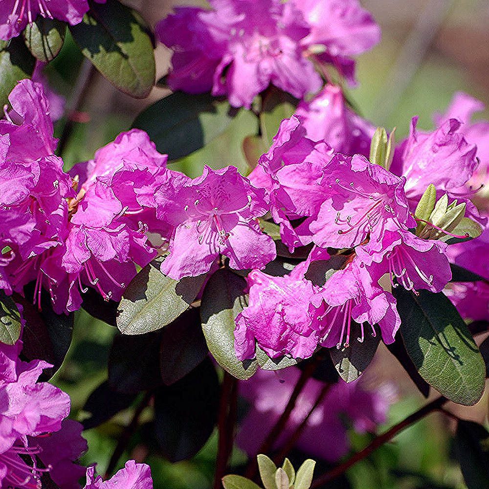 Rododendron 'Rocket' - Image 2